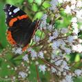 privet-leaved snakeroot